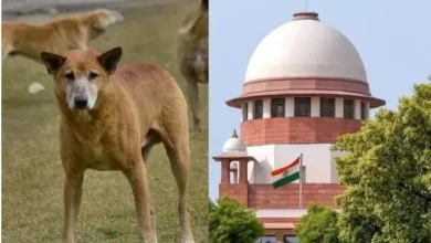 Photo of ‘शेल्टर होम नहीं, नसबंदी ही सही हल…’, आवारा कुत्तों पर SC का बड़ा फैसला