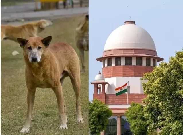 Stray Dogs :