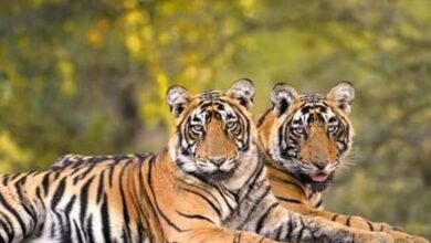 Photo of राजस्थान को मिलेंगे नए बाघ, एमपी और महाराष्ट्र से 5 बाघ किए जाएंगे रिलोकेट