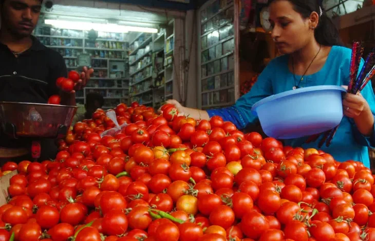 Tomato cultivation in India :