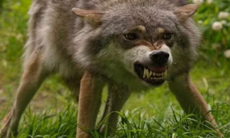 UP Wolf Scare