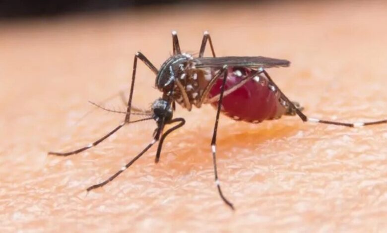 Bareilly malaria outbreak