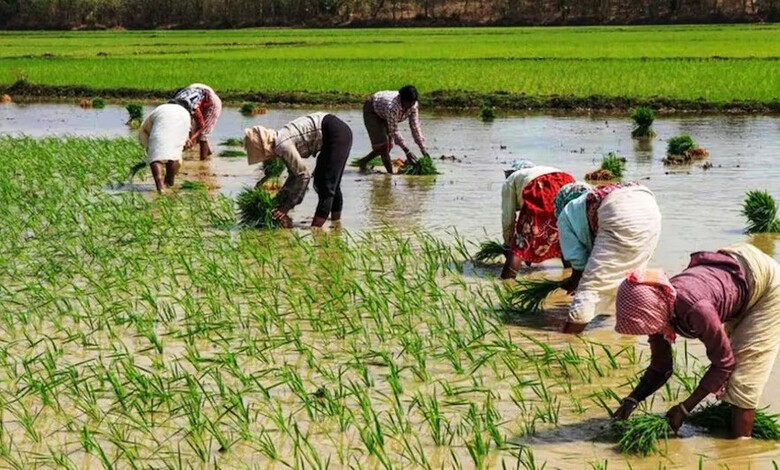 Haryana Rice Millers Bonus