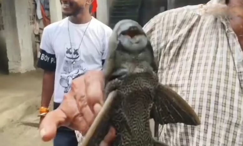Bihar Unique Fish
