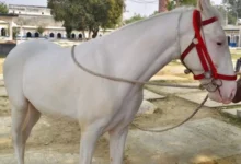 Photo of चोरी हुआ ईरानी घोड़ा ज़ुल्जना उन्नाव से बरामद, कीमत जानकर हो जाएंगे हैरान