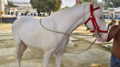 Photo of चोरी हुआ ईरानी घोड़ा ज़ुल्जना उन्नाव से बरामद, कीमत जानकर हो जाएंगे हैरान
