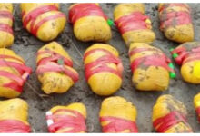 Photo of पंजाब में नशे की बड़ी खेप बरामद, बॉर्डर पार से ड्रोन के जरिए तस्करी का खुलासा, 12 किलो हेरोइन जब्त