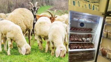 Photo of हैदराबाद में खौफनाक खुलासा, पुलिस ने जिंदा जानवरों का 1,000 लीटर खून किया बरामद