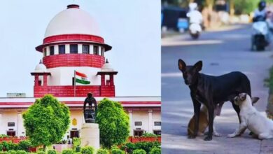 Photo of Stray Dogs : आवारा कुत्तों को लेकर सुप्रीम कोर्ट सख्त, हमलों पर राज्य सरकार भरेगी मुआवजा