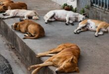 Photo of तेलंगाना में 100 कुत्तों की जहर देकर हत्या, पशु प्रेमियों में आक्रोश, सरपंच समेत तीन गिरफ्तार