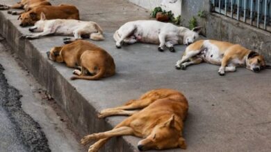 Photo of तेलंगाना में 100 कुत्तों की जहर देकर हत्या, पशु प्रेमियों में आक्रोश, सरपंच समेत तीन गिरफ्तार