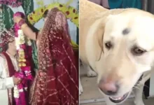 Photo of पालतू कुत्ते पर हाथ उठाना दूल्हे पक्ष को पड़ा भारी, दोनों पक्षों में छिड़ा महासंग्राम, दुल्हन ने लिया बड़ा एक्शन