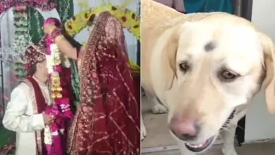 Photo of पालतू कुत्ते पर हाथ उठाना दूल्हे पक्ष को पड़ा भारी, दोनों पक्षों में छिड़ा महासंग्राम, दुल्हन ने लिया बड़ा एक्शन