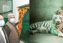 Photo of पर्यावरण संरक्षण में नई शुरुआत, गरिमा, गुंजन और गज़ल, छत्तबीर चिड़ियाघर के बाघ बच्चों का नामकरण