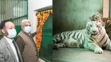 Photo of पर्यावरण संरक्षण में नई शुरुआत, गरिमा, गुंजन और गज़ल, छत्तबीर चिड़ियाघर के बाघ बच्चों का नामकरण