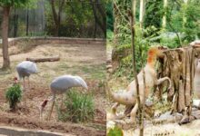 Photo of पंजाब सरकार की मुहिम का असर, छत्तबीड़ चिड़ियाघर में रिकॉर्ड तोड़ सैलानियों का आगमन
