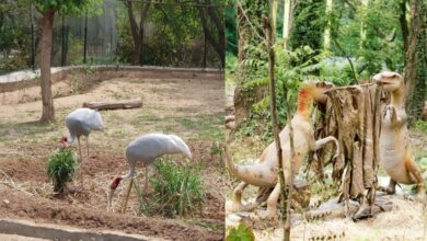 Photo of पंजाब सरकार की मुहिम का असर, छत्तबीड़ चिड़ियाघर में रिकॉर्ड तोड़ सैलानियों का आगमन