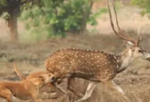 Photo of आवारा कुत्तों के हमले में 15 हिरणों की मौत, वन्यजीव सुरक्षा पर उठे गंभीर सवाल