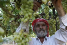 Photo of महाराष्ट्र के सोलापुर में बेमौसम बारिश और ओलावृष्टि से फसलें प्रभावित, किसानों में चिंता बढ़ी