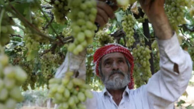 Photo of महाराष्ट्र के सोलापुर में बेमौसम बारिश और ओलावृष्टि से फसलें प्रभावित, किसानों में चिंता बढ़ी