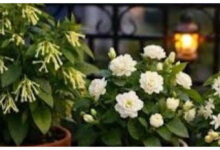 Photo of छोटे गमले में उगाएँ ये 3 खुशबूदार पौधे और रात में महसूस करें प्राकृतिक महक