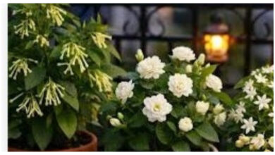 Photo of छोटे गमले में उगाएँ ये 3 खुशबूदार पौधे और रात में महसूस करें प्राकृतिक महक