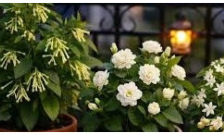 Fragrant Plants :