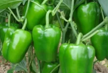 Photo of घर पर आसानी से उगाएं शिमला मिर्च, जानिए पूरी प्रक्रिया और जरूरी टिप्स