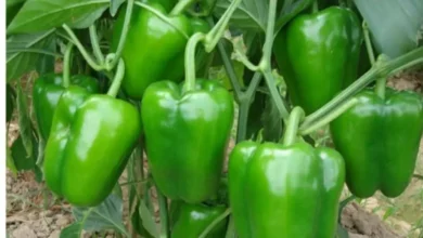 Photo of घर पर आसानी से उगाएं शिमला मिर्च, जानिए पूरी प्रक्रिया और जरूरी टिप्स