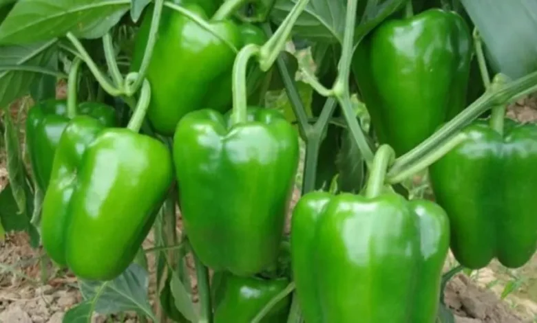 Capsicum