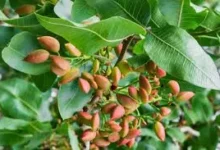 Photo of घर पर उगाएँ महंगे पिस्ता का पौधा, जानें आसान टिप्स और देखभाल के तरीके