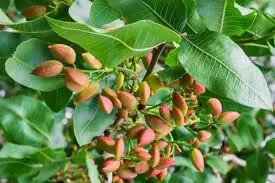 Photo of घर पर उगाएँ महंगे पिस्ता का पौधा, जानें आसान टिप्स और देखभाल के तरीके