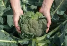 Photo of घर पर आसानी से उगाएं ब्रोकली, जानें सही तरीका और पूरी गाइड