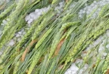 Photo of पश्चिमी यूपी में मौसम का कहर, बारिश और ओलावृष्टि से किसानों की फसलें हुईं बर्बाद