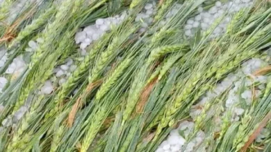 Photo of पश्चिमी यूपी में मौसम का कहर, बारिश और ओलावृष्टि से किसानों की फसलें हुईं बर्बाद