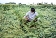Photo of देश के किसानों पर कुदरत की मार, गर्मी, युद्ध और बेमौसम बारिश से फसल और आमदनी पर भरी चोट