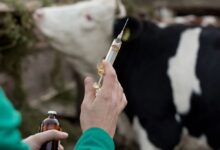 Photo of राजस्थान में संक्रामक बीमारी के खिलाफ महाअभियान, 2 करोड़ से ज्यादा पशुओं को लगेगा टीका