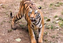 Photo of Rajasthan News : पहला टाइगर वेटनरी हॉस्पिटल बनकर तैयार, विश्वस्तरीय सुविधाओं से होगा लैस