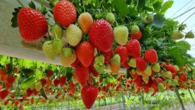 Photo of घर पर स्ट्रॉबेरी उगाना है बेहद आसान, जानें पूरी विधि