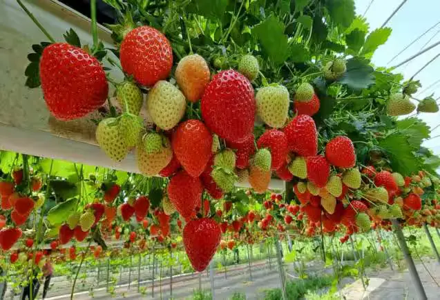 strawberries