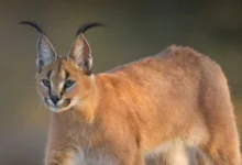 Photo of जैसलमेर में कैरेकल की हत्या फिर जलाया शव, वीडियो के आधार पर तीन आरोपी गिरफ्तार