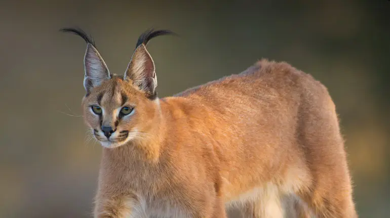 Caracal murder