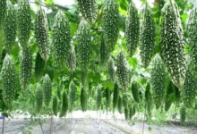 Photo of कम लागत में ज्यादा मुनाफा, करेला की खेती बन रही किसानों की पसंद