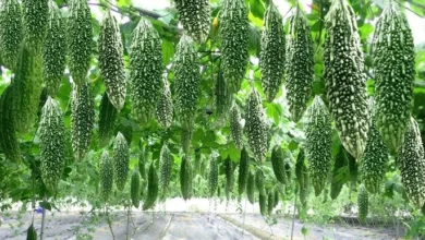 Photo of कम लागत में ज्यादा मुनाफा, करेला की खेती बन रही किसानों की पसंद
