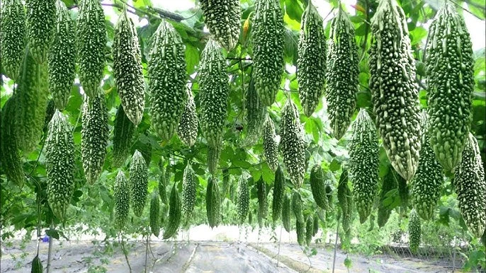 Karela Cultivation
