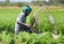 Photo of आंधी, बारिश या तूफान से फसल को नुकसान? सरकार की इस योजना से मिलेगा पूरा मुआवजा