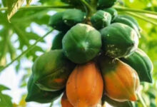 Photo of रेड ग्लो पपीता: 8 महीने में कमाई, मुनाफा बढ़ाने के लिए अपनाएं यह बुवाई तरीका