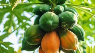 Photo of रेड ग्लो पपीता: 8 महीने में कमाई, मुनाफा बढ़ाने के लिए अपनाएं यह बुवाई तरीका