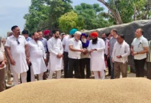 Photo of पंजाब की मंडियों में 28 लाख MT गेहूं पहुंचा, 24 लाख MT से ज्यादा की खरीद