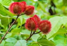 Photo of क्या आपने देखा है सिंदूर का पौधा? घर पर लगाएं और केमिकल से छुटकारा पाएं